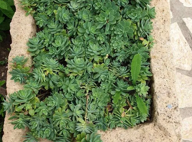 شقة Stefanos Katsaros سكالا